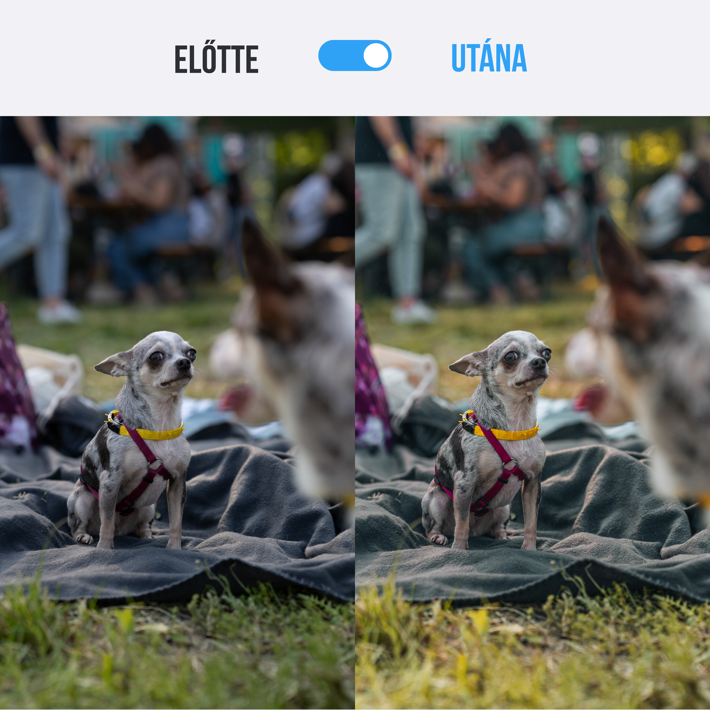 NÉGYLÁBÚ