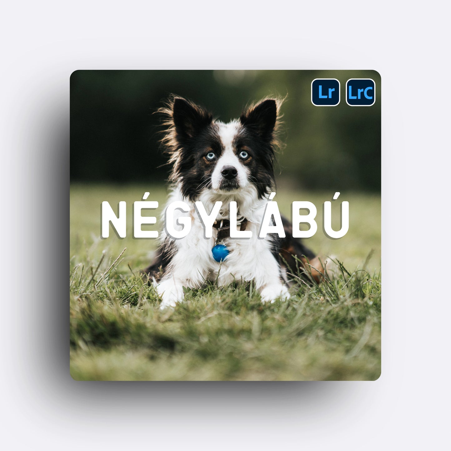 NÉGYLÁBÚ